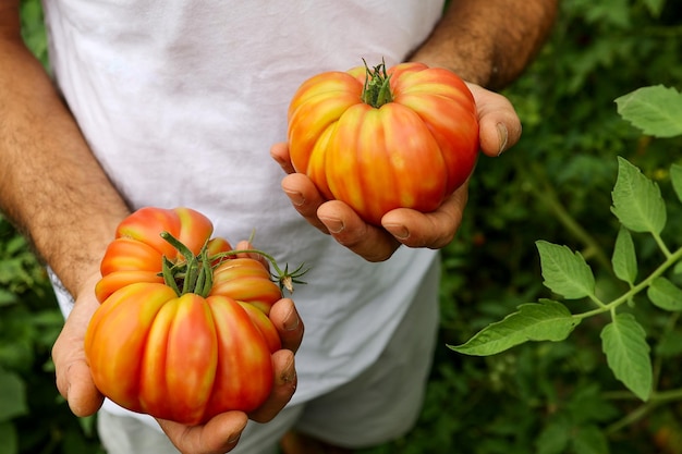 Tomates mûres entre les mains d'un agriculteur. Aliments issus de l'agriculture biologique et durable.