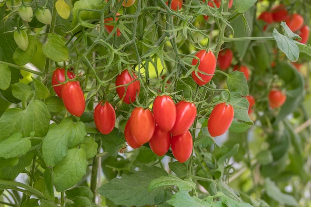 Tomates mûres fraîches