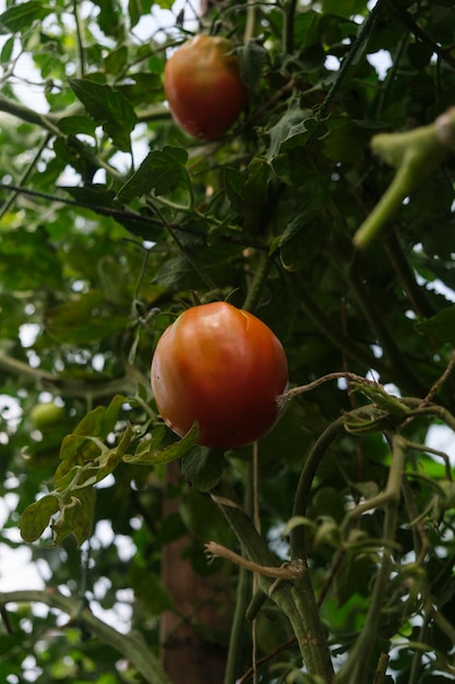 Tomates mûrissantes suspendues entre les feuilles sur des brindilles dans la serre