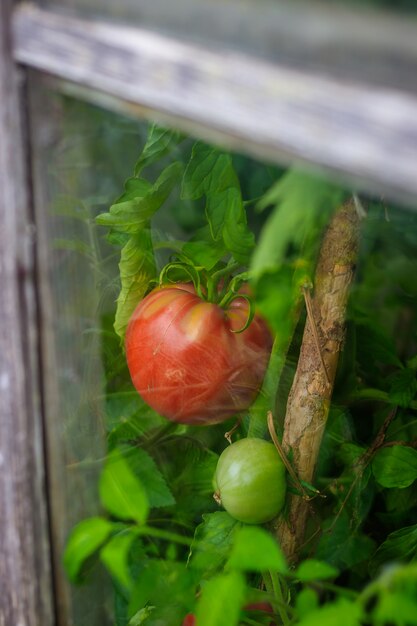 Les tomates mûrissent dans la serre. Récolte maison. Récolte en serre.