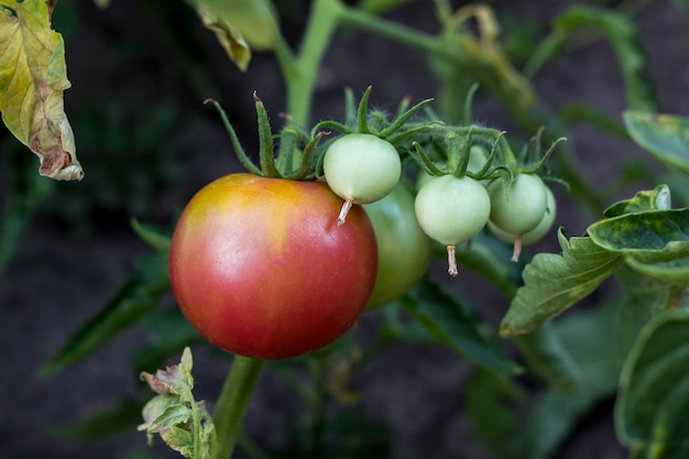 Tomates naturelles mûres poussant sur une branche dans le jardin.