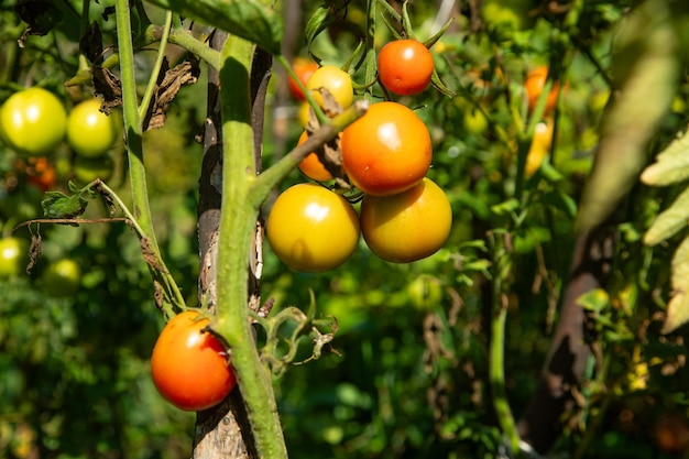 Tomates naturelles saines dans le champ