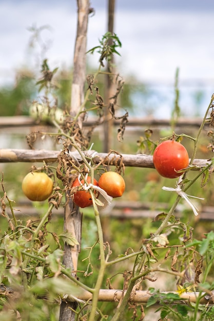 Tomates naturelles sur votre plantation