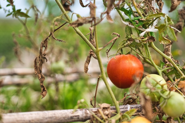 Tomates naturelles sur votre plantation