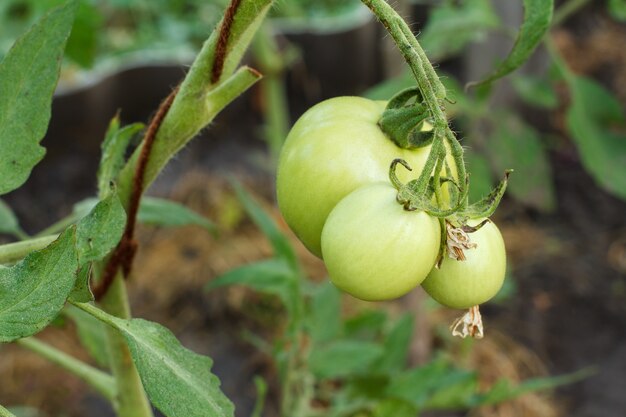 Tomates non mûres poussant sur le lit de jardin. Serre avec les fruits tomates vertes sur une branche. Faible profondeur de champ.