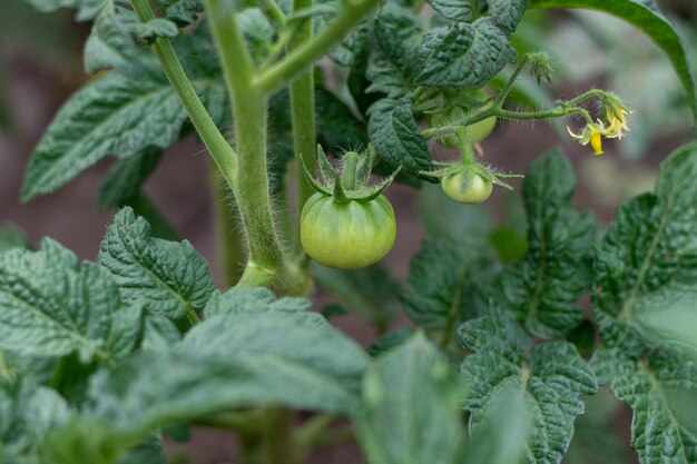 Les tomates non mûres poussent dans le jardin. Concept de culture de légumes biologiques