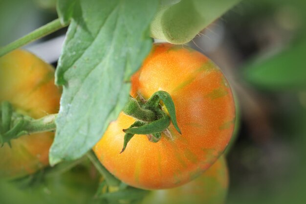 Des tomates oranges fraîches qui poussent dans le jardin.