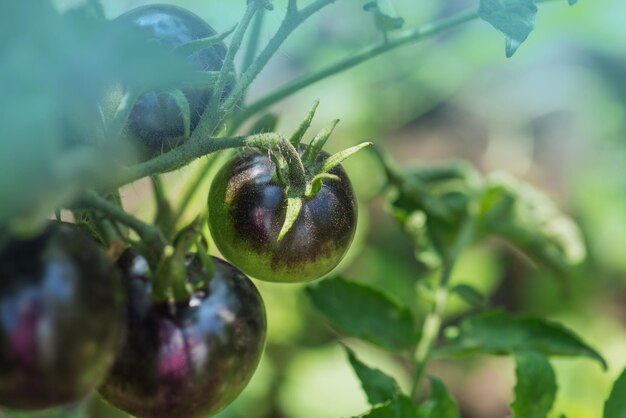 Tomates sur un plant de tomate à la maison le matin