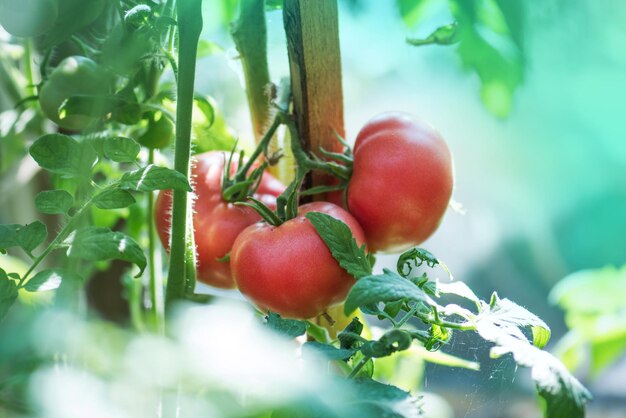 Tomates sur des plantes dans une ferme de serre hydroponique