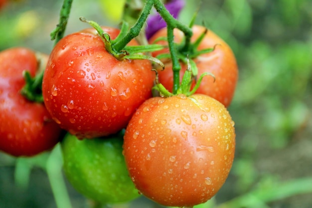 Tomates poussant dans le jardin