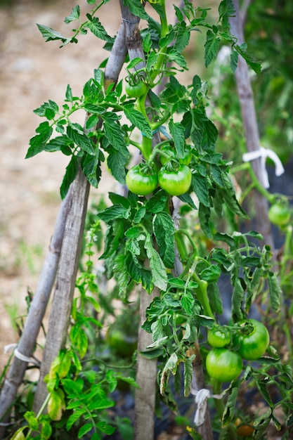 Tomates poussant dans un petit jardin