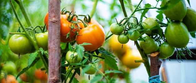 Tomates poussant dans une serre. Concept de culture de légumes