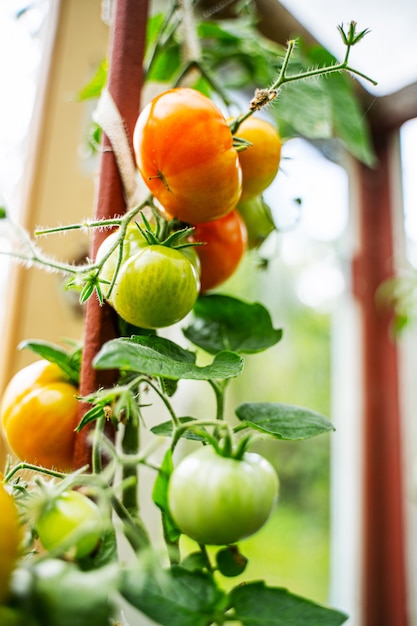 Tomates poussant dans une serre. Concept de culture de légumes