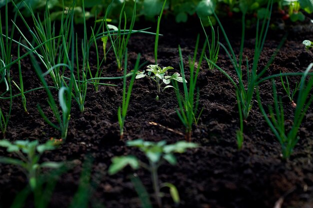 Photo les tomates poussent dans la serre.