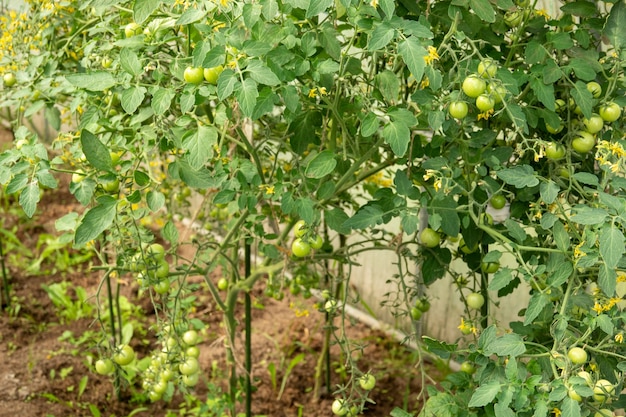 Tomates raisins mûres et non mûres dans le concept d'écologie de la ferme hydroponique