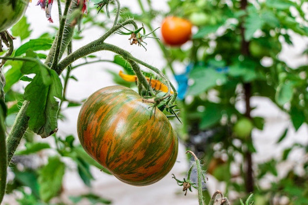 Tomates rayées Green Zebra poussant sur une branche, des tomates fraîches poussent dans une serre, en gros plan.