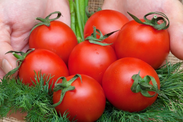 Tomates rouges et aneth