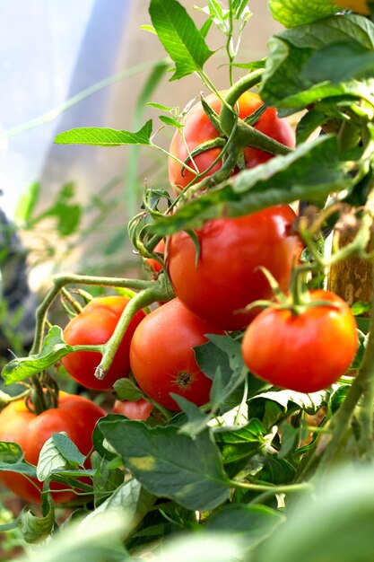 Tomates rouges sur une branche