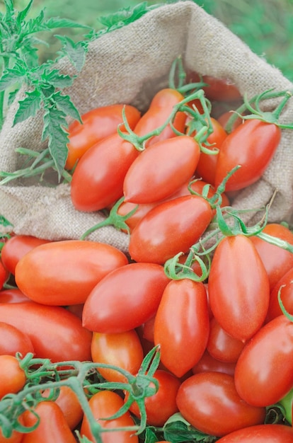 Tomates rouges de forme ovale Tomates longues mûres