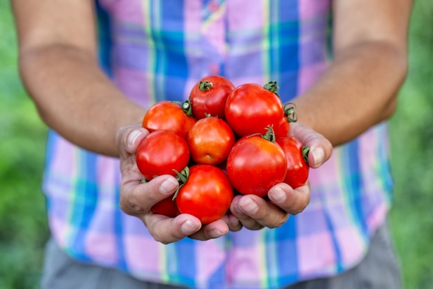 Tomates rouges mûres du jardin dans les mains d'une agricultrice