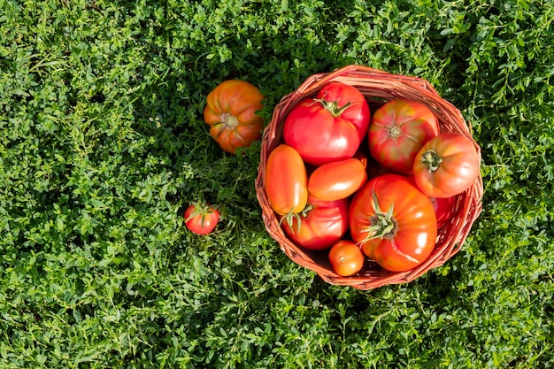 Des tomates rouges mûres fraîches sont placées dans un panier sur l'herbe verte. Le concept d'une alimentation saine. Récolte