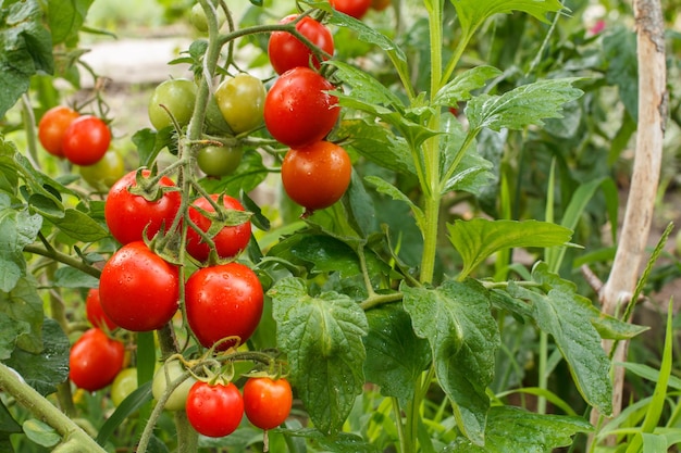 Tomates rouges mûres poussant sur la branche dans le jardin Tomates dans le lit de jardin