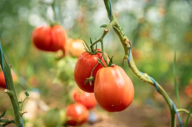 tomates rouges mûres en qualité biologique en serre