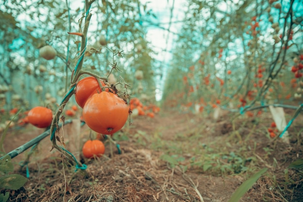 tomates rouges mûres en qualité biologique en serre