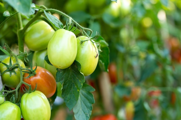 Des tomates rouges mûres sont accrochées à l'arbre à tomates dans le jardin.