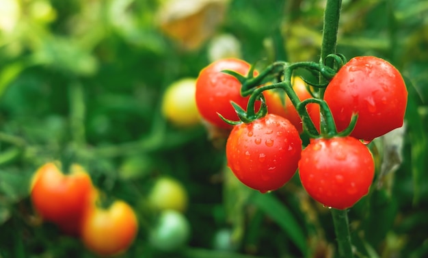 Photo des tomates rouges mûres sont sur le feuillage vert suspendu à la vigne d'un tomateau dans le jardin