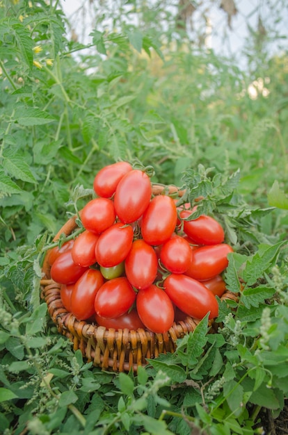 Tomates rouges prunes dans un panier en osier