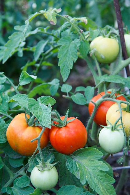 Tomates rouges et uripes mûres poussant sur le lit de jardin.