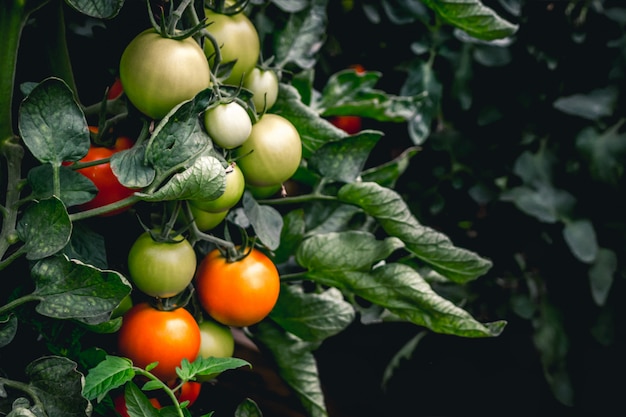 Tomates rouges et vertes qui poussent sur la plante