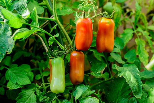 Tomates de San Marzano Tomates rouges et vertes