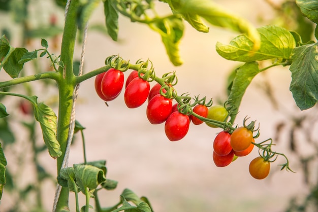 Les tomates sont cultivées en culture hydroponique