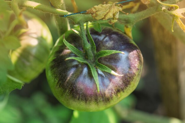 Tomates tigrées de Sibérie dans le potager Tomates non mûres sur une branche