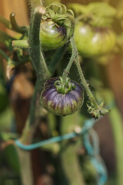 Tomates tigrées de Sibérie dans le potager Tomates non mûres sur une branche