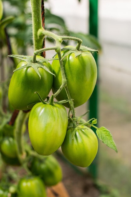 Tomates vertes accrochées à une branche