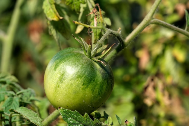 Tomates vertes accrochées à un buisson