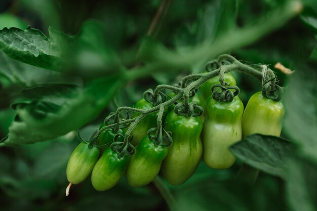 Tomates vertes au printemps dans le jardin Légumes plantes fruits plein de vitamines repas sain