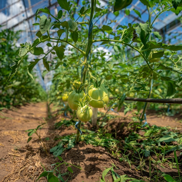 Les tomates vertes biologiques mûrissent en serre. cultiver des légumes sans produits chimiques, des aliments sains