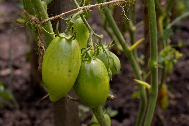 Tomates vertes sur une branche dans le jardin.