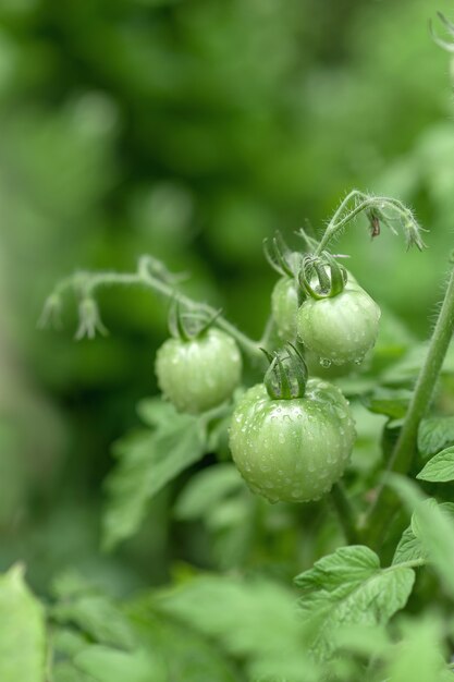 Tomates vertes sur une branche dans le jardin