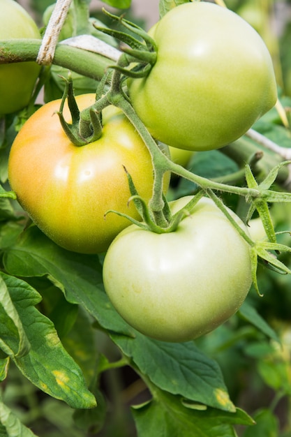 Les tomates vertes sur branche mûrissent en serre. Été.