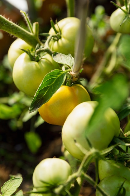 Tomates vertes sur une branche. Nouvelle récolte. Alimentation saine et vitamines. Fermer. Verticale.