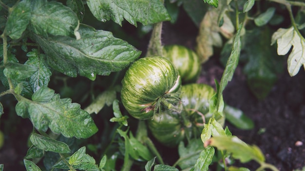 Les tomates vertes sur une branche poussent dans le jardin Le concept d'agriculture des aliments et des légumes sains