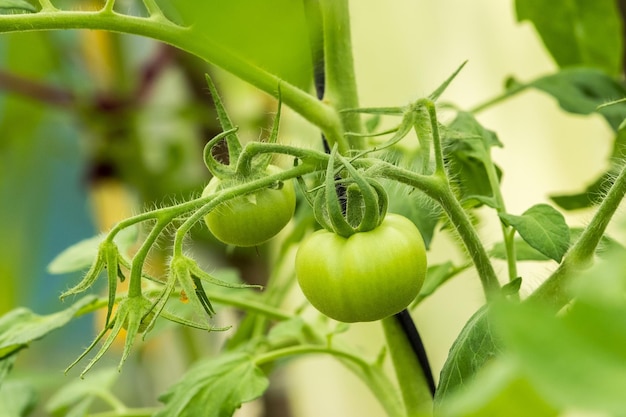 Tomates vertes sur les branches