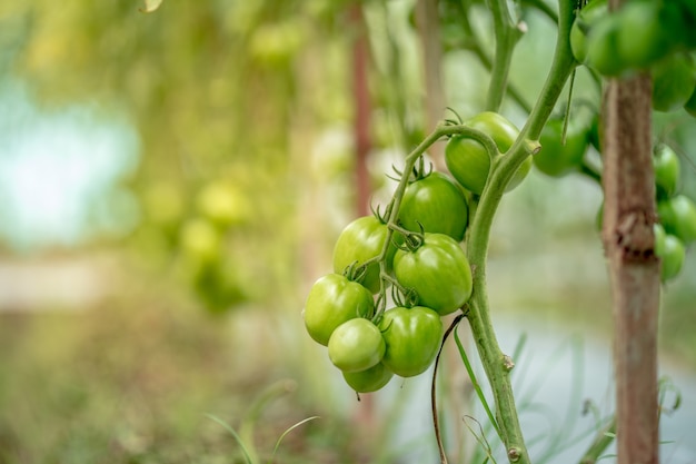 Tomates vertes fraîches sur l'arbre dans le jardin de l'Asie