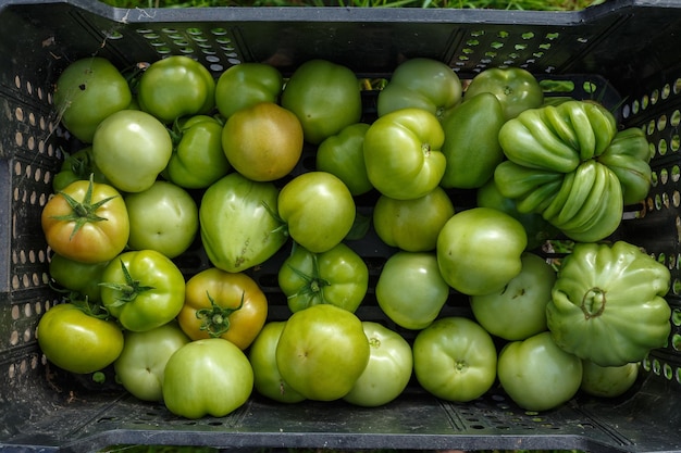 Tomates vertes fraîches biologiques dans une boîte en plastique noire. Récolte des tomates. Vue de dessus