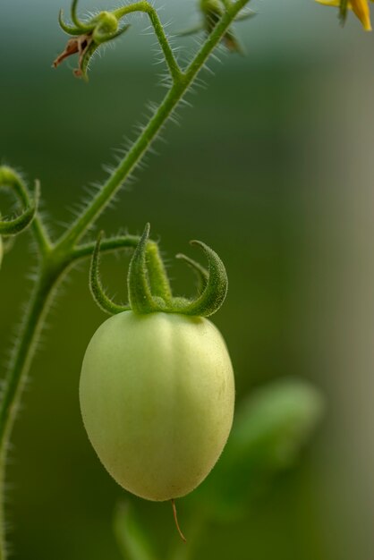 Tomates vertes fraîches sur les plantes à la ferme.